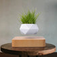 Levitation Plants Pot Table Plants Display