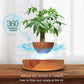 Levitation Plants Pot Table Plants Display